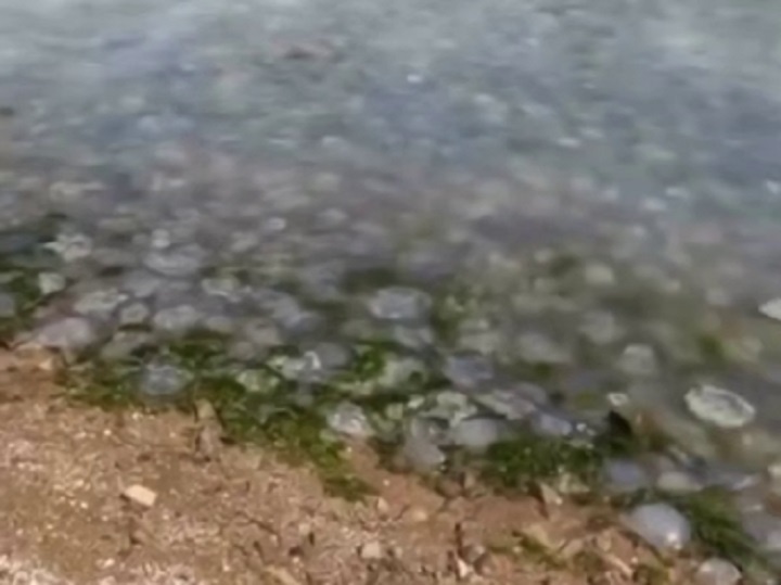    Фото: скриншот видео t.me/tipichkras