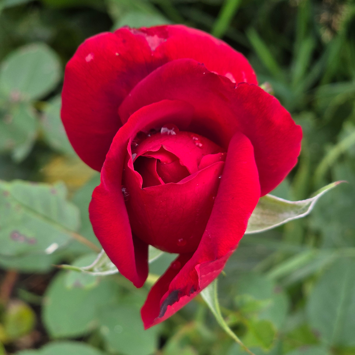 Приветствую всех, мои дорогие 🌹