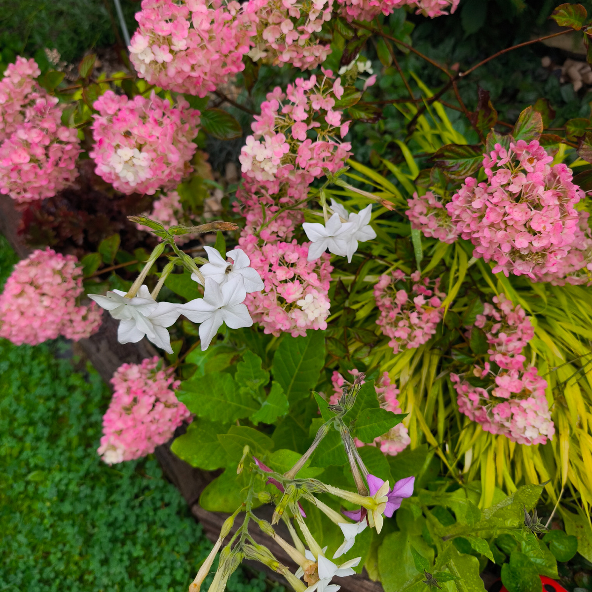 Гортензии сейчас в самом цвету 