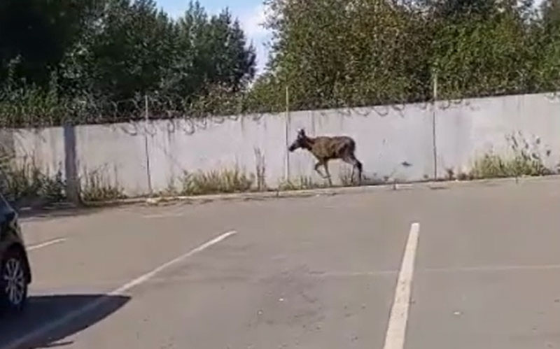    Фото: АН "Между строк"