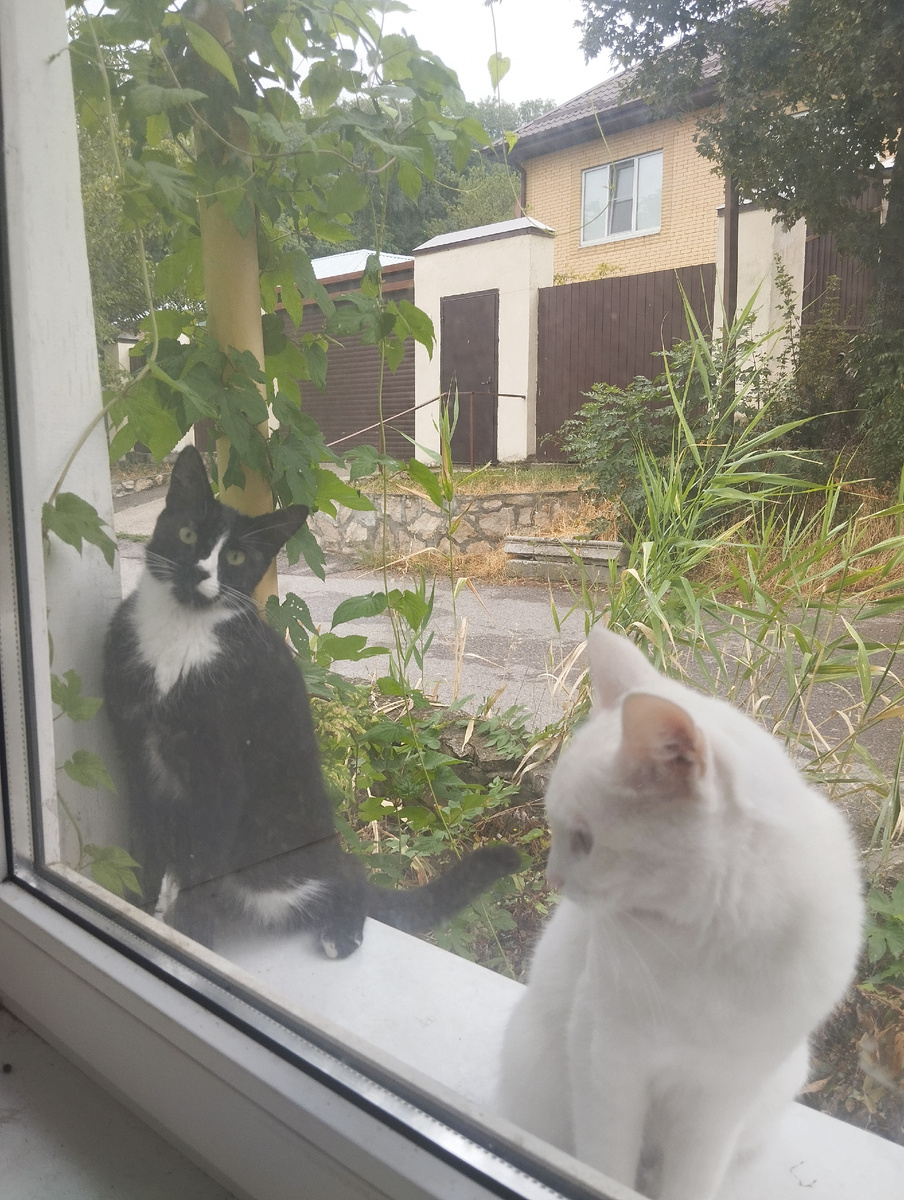 Урбеч вслед за мамой взял привычку приходить через окно. Остальная троица приходит через дверь