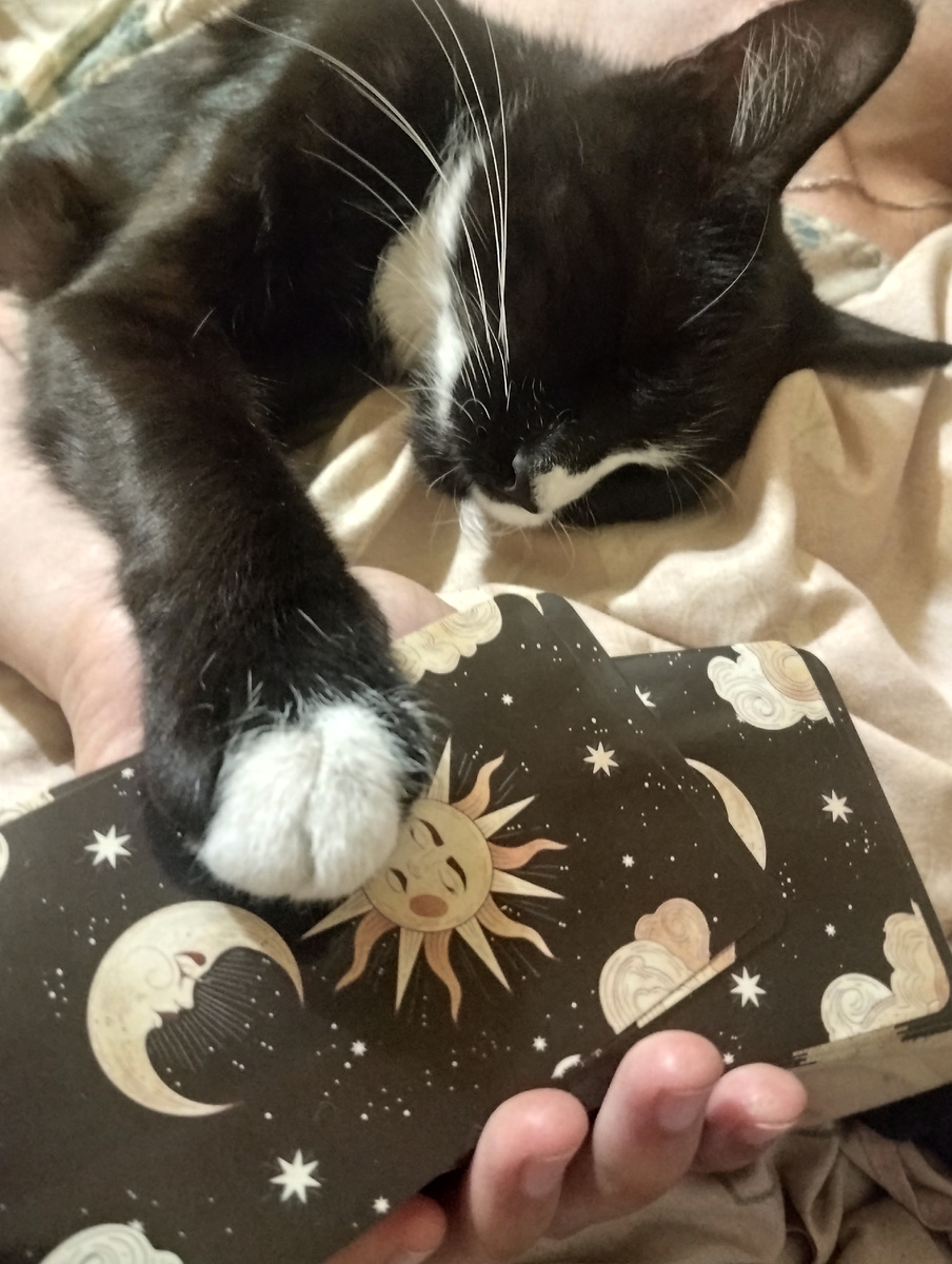 " Гадательных котик с колодой Таро"