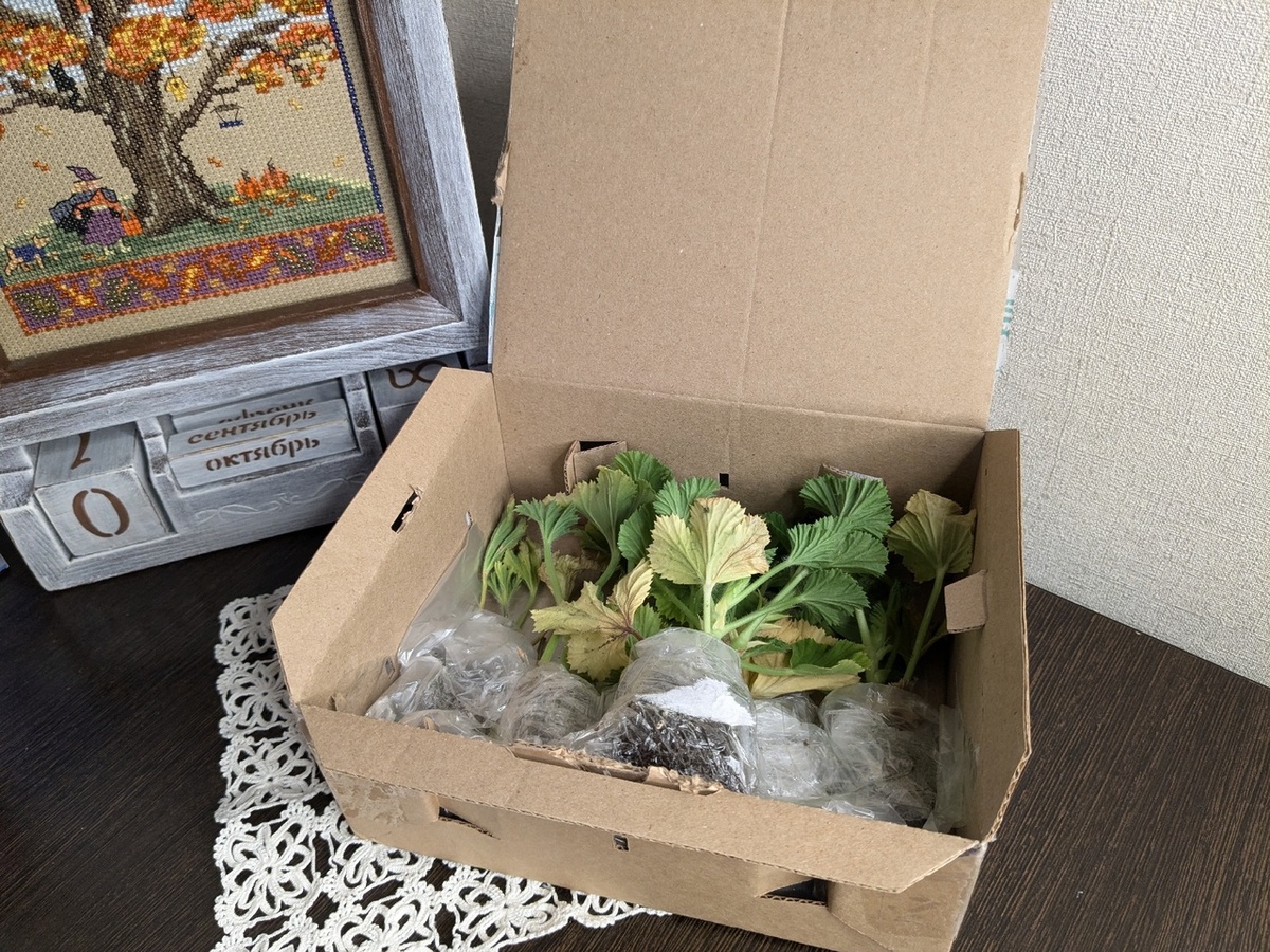 Черенки королевской пеларгонии доходят до конечного потребител в очень плохом состоянии