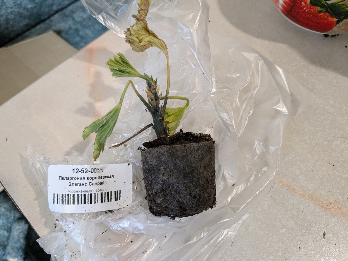 "Черная ножка" у королевской пеларгонии - отправила претензию, деньги вернули