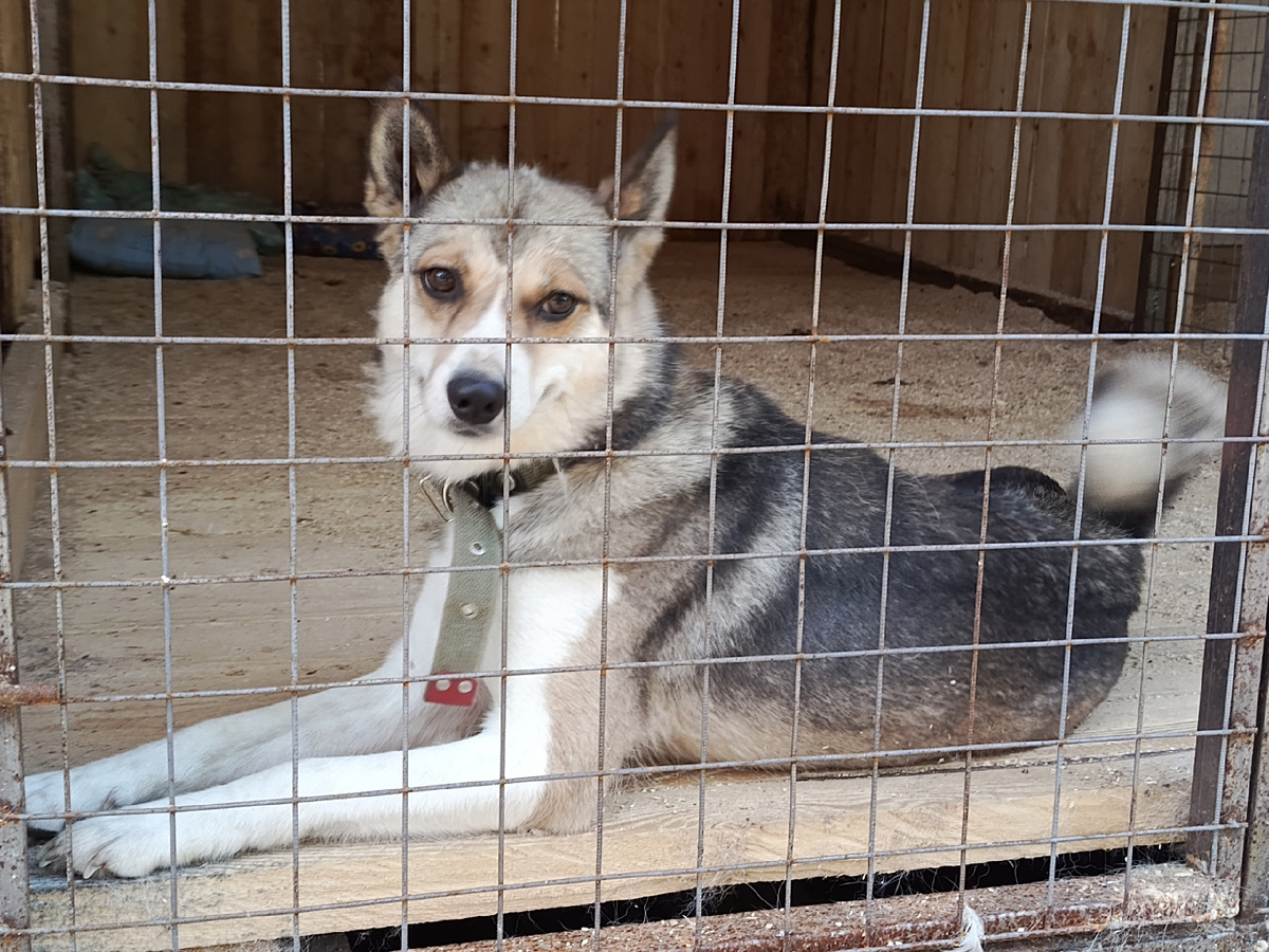 Хлоя уже два месяца в приюте, присмотритесь к ней, возможно это собака соседа