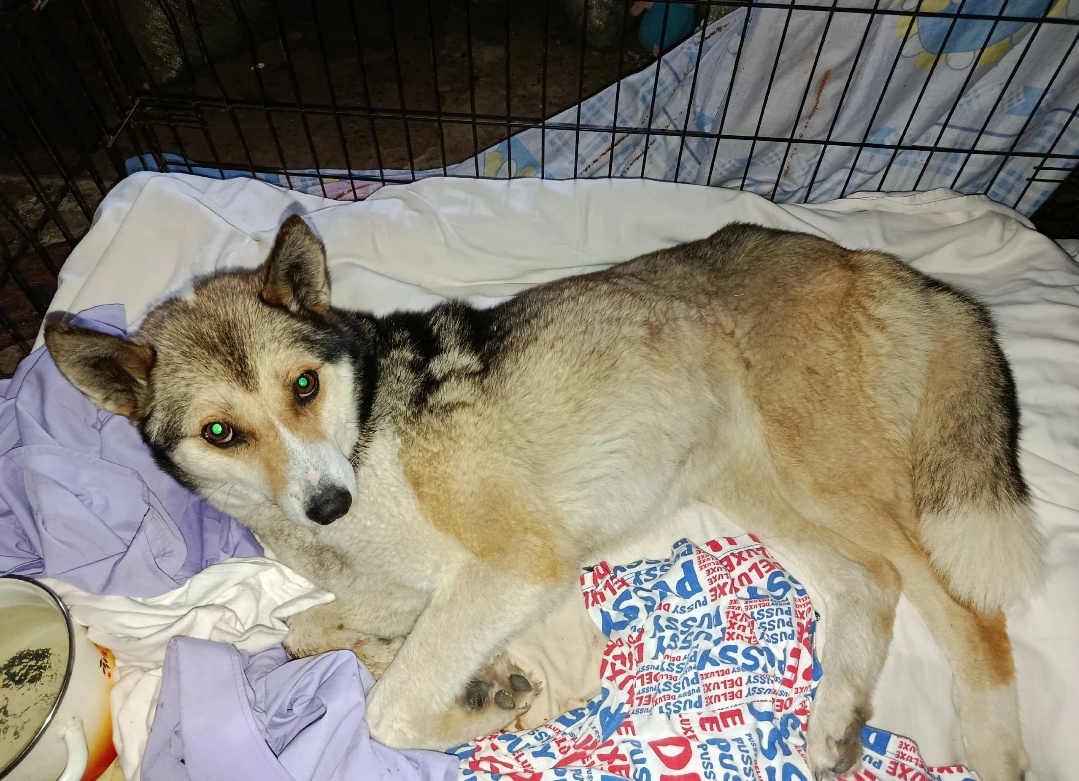 Первый день в приюте