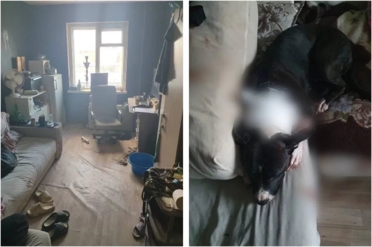    В Красноярске вынесли приговор хозяину, убившему стаффордширского терьера