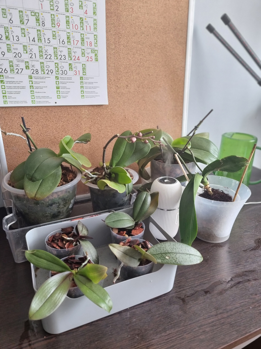 "Летование" орхидей с портативным увлажнителем. Фото: Зеленая леди, сад, семья и томатный сок