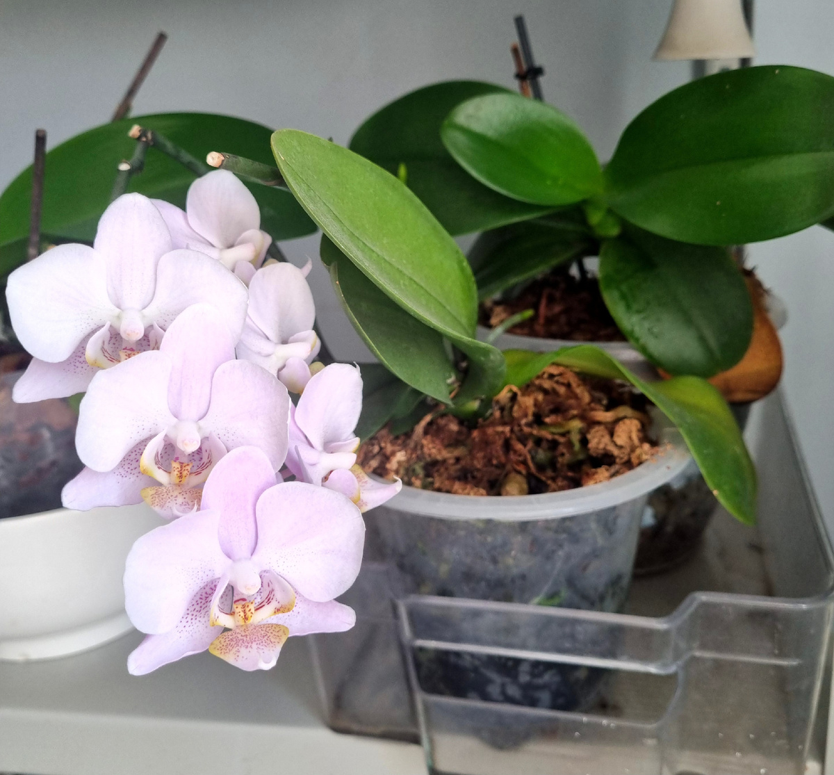 Одна орхилея летом цвела, но не пышно и недолго. Фото: Зеленая леди, сад, семья и томатный сок