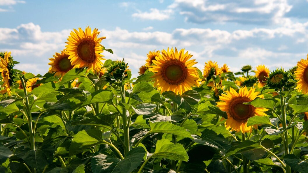    Фото: Svetlana Vozmilova/Global Look Press