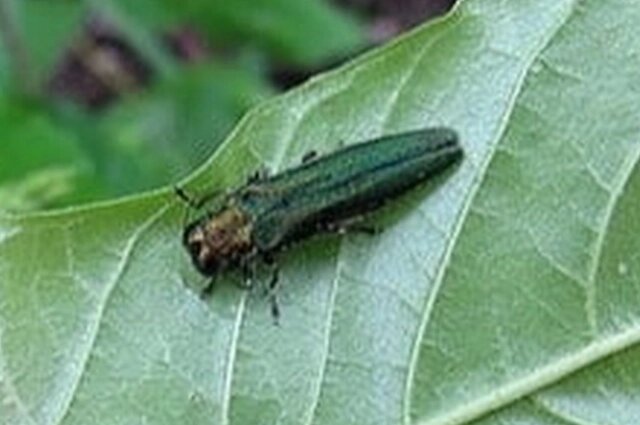    Зелёный жук небольшого размера способен уничтожить дерево всего за 1-2 года. Фото: Из личного архивa