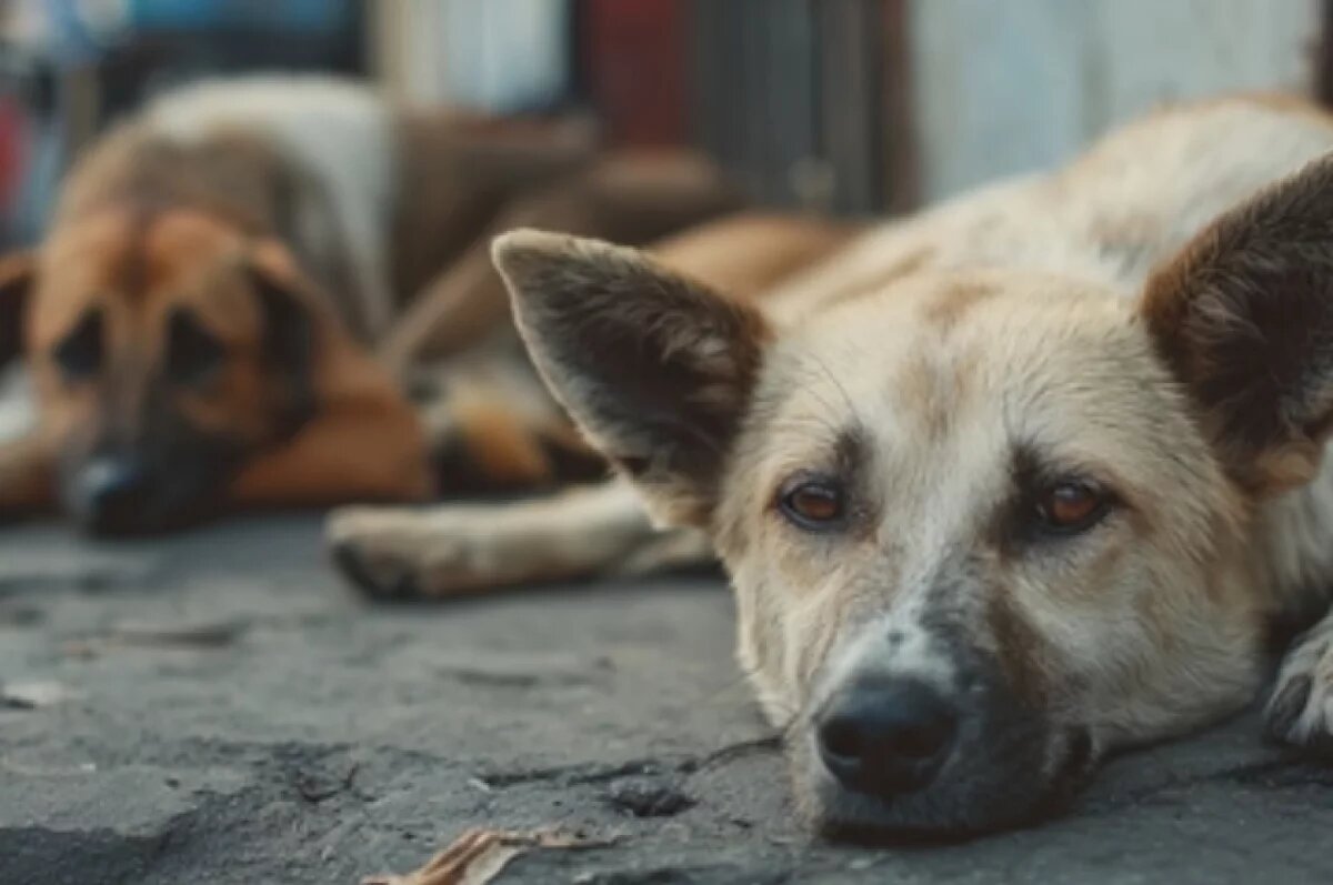    В Ноябрьске неизвестные расстреляли бездомную собаку