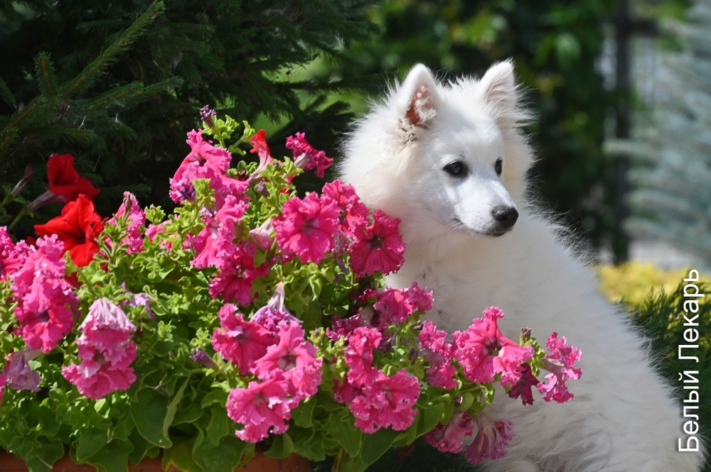 Японский шпиц питомника Белый Лекарь -  https://beliy-lekar.ru