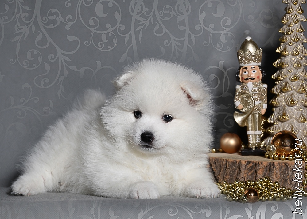 Щенок японского шпица питомника Белый Лекарь -  https://beliy-lekar.ru