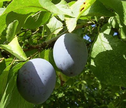 «Цветшен» или «Кветшен». В Австрии этот фрукт официально называется «Цветшкен»