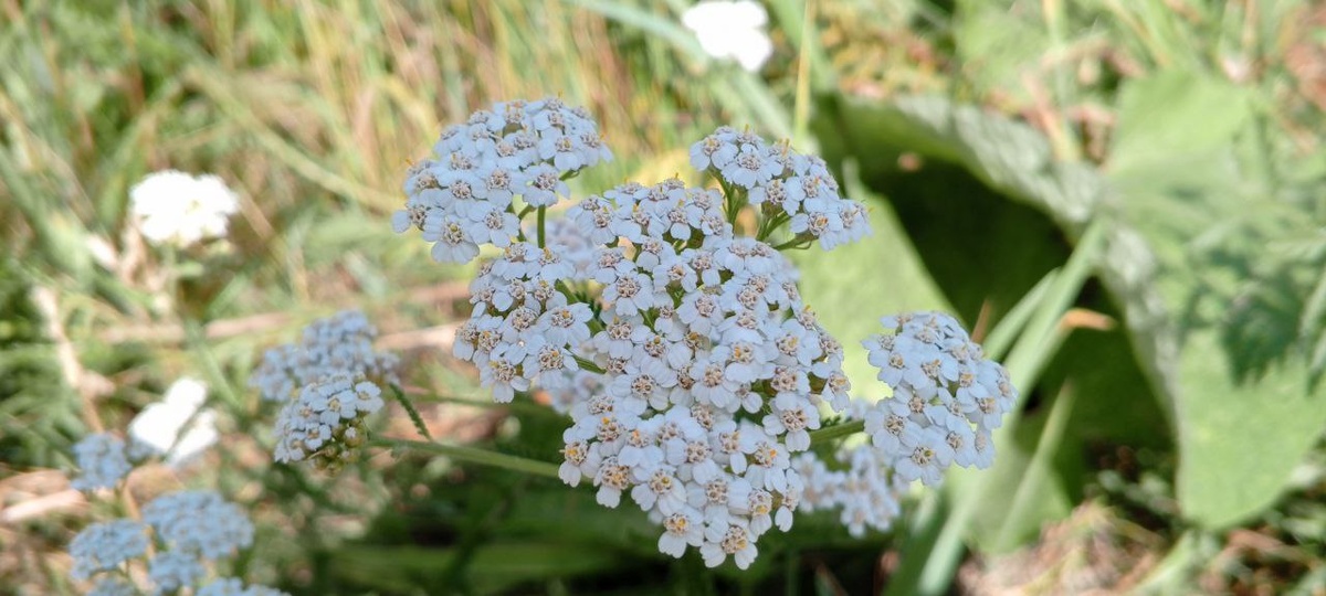 тысячелистник