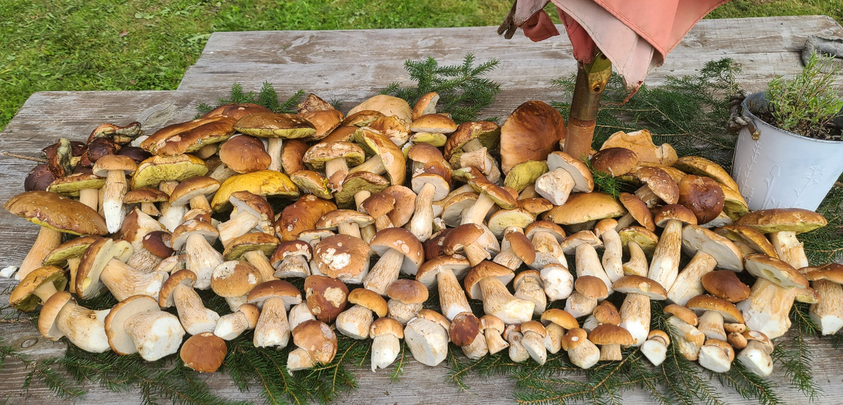 Урожай от 24.08.2025