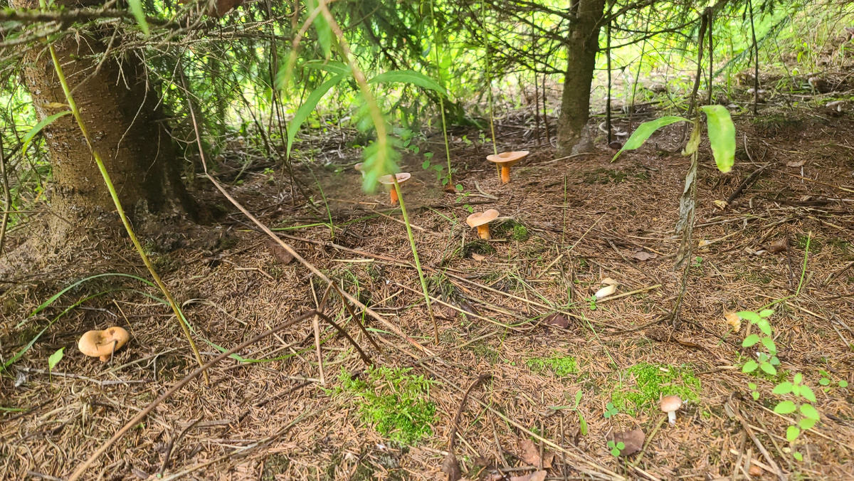 Еловые рыжики тоже можно собирать корзинами