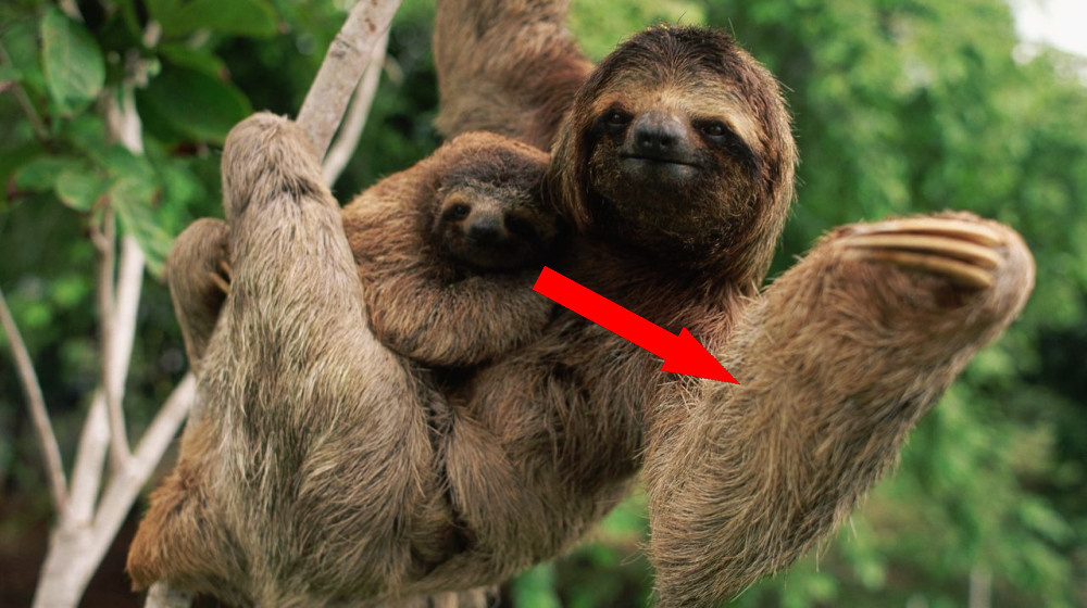    Медленнее черепахи и червя — кто самый медленный зверь на планете?