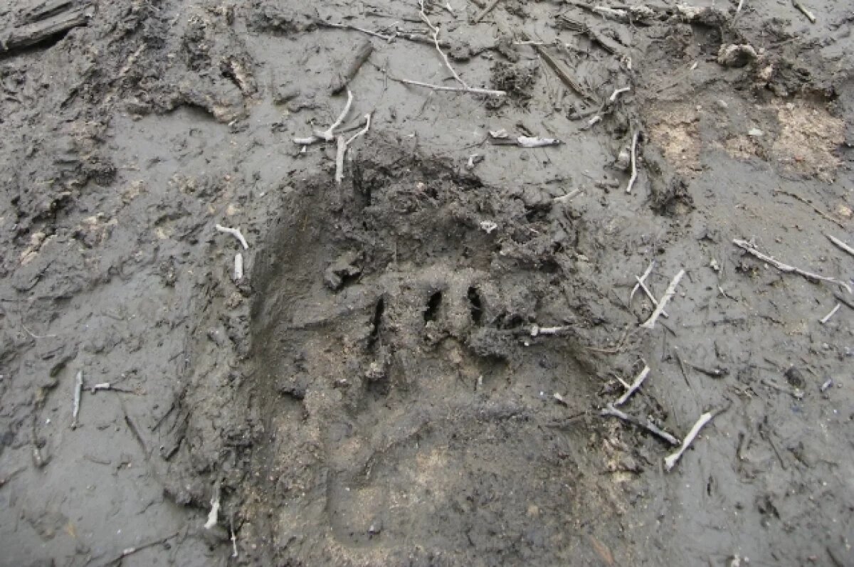    Медведи приблизились к дачным участкам под Братском