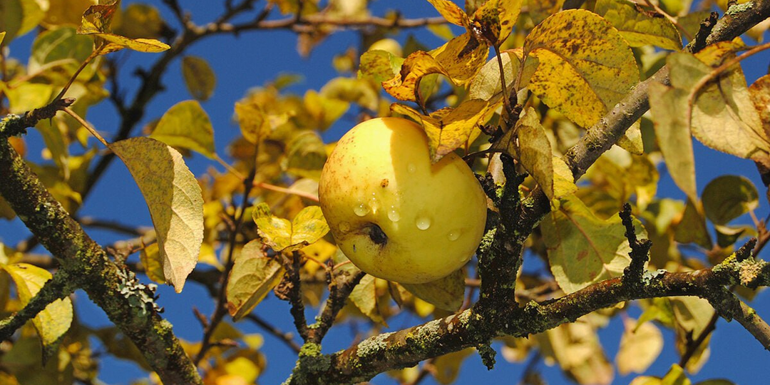 Подготовка яблонь и груш к зиме: обрезка, обработка и осенняя подкормка