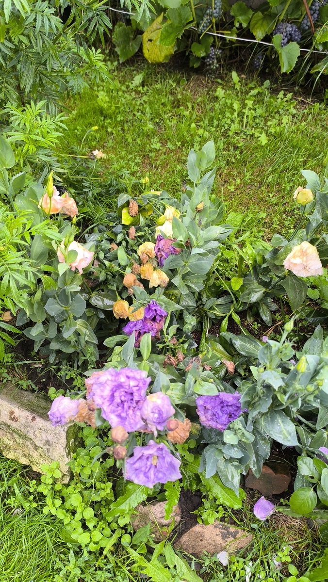 Печальная эустома, розы кто цветет не лучше выглядят.