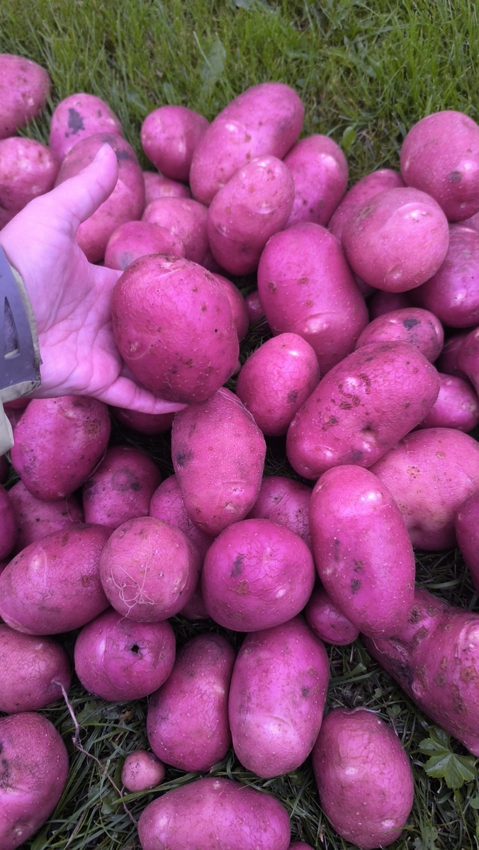 Гранд, раньше всех созрел с наших условиях.