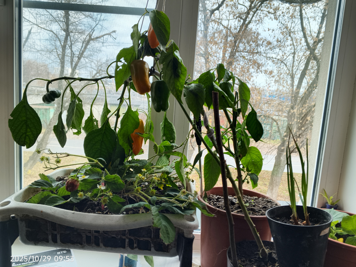 Крупноплодная земляника, два перца, лучёк и молодой огурчик