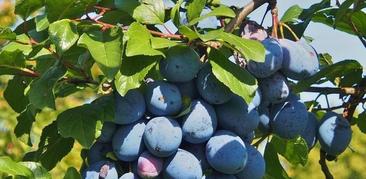    Швейцарские сливы в 2025 году впервые выращивались по принципу устойчивости