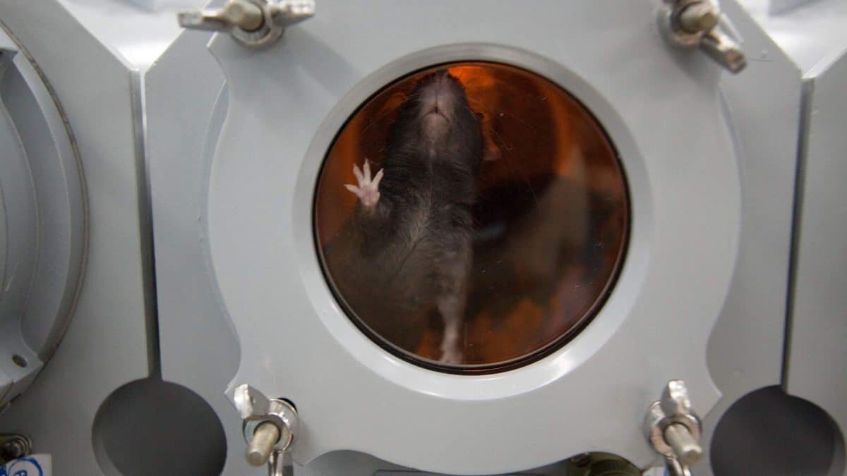    Один из грызунов, участвующих в космической миссии «Бион-М2» / © пресс-служба ИМБП РАН