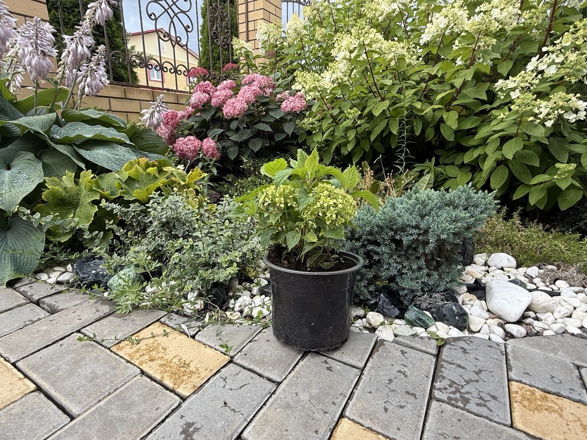 Фото из моего сада