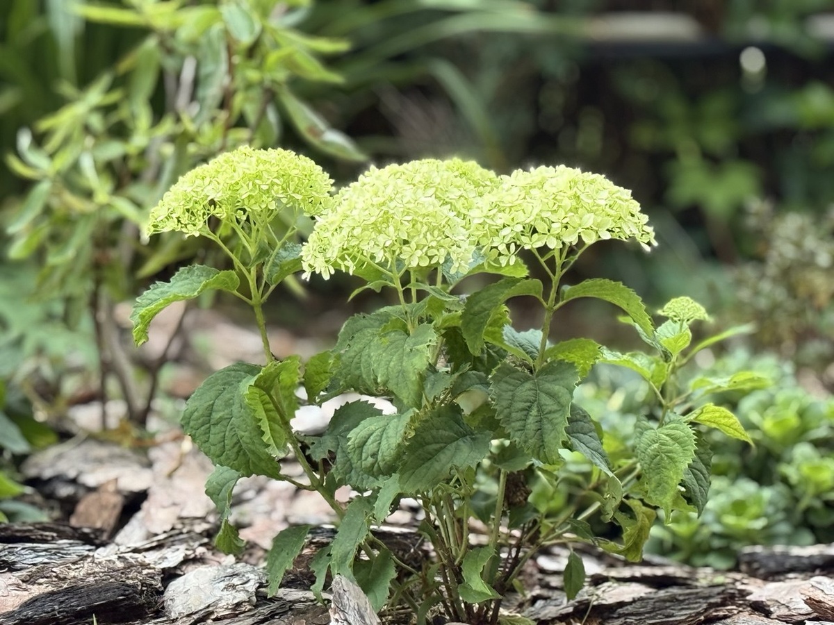 Гортензия в моем саду. Не беду подписывать название сорта под фото, чтобы не дезориентировать людей если фото «разбежится» по интернету
