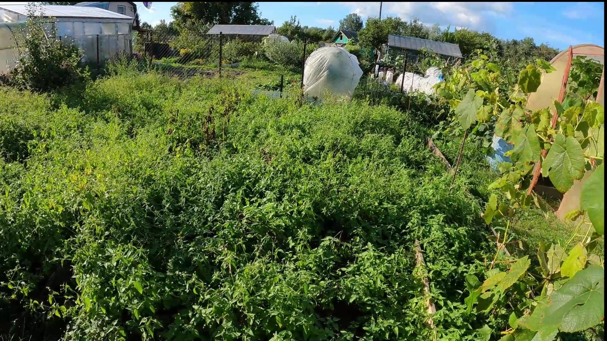 Вот такие у нас заросли