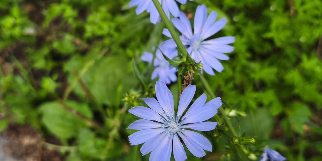 Цикорий — основа для популярного напитка