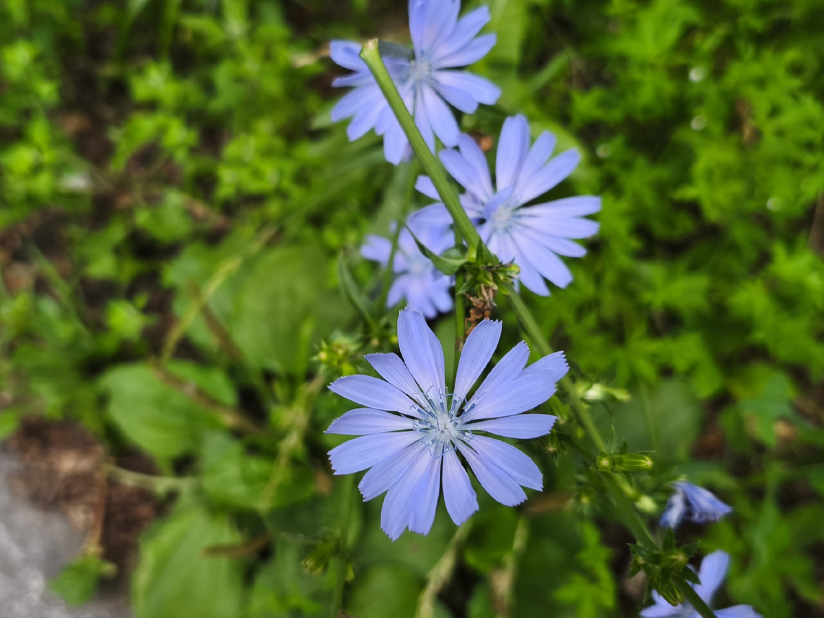 Цикорий обыкновенный