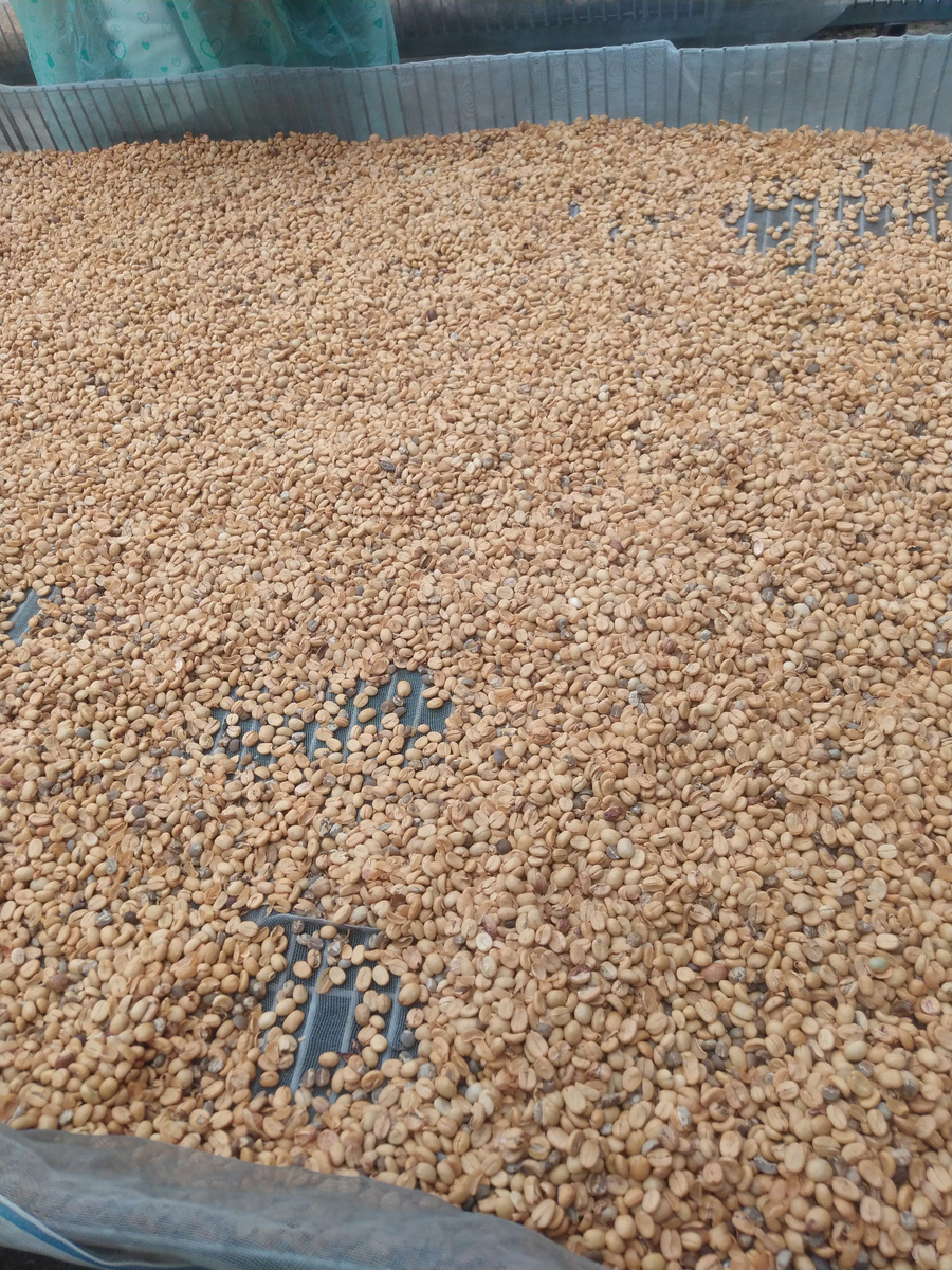 Зерна кофе Лювак