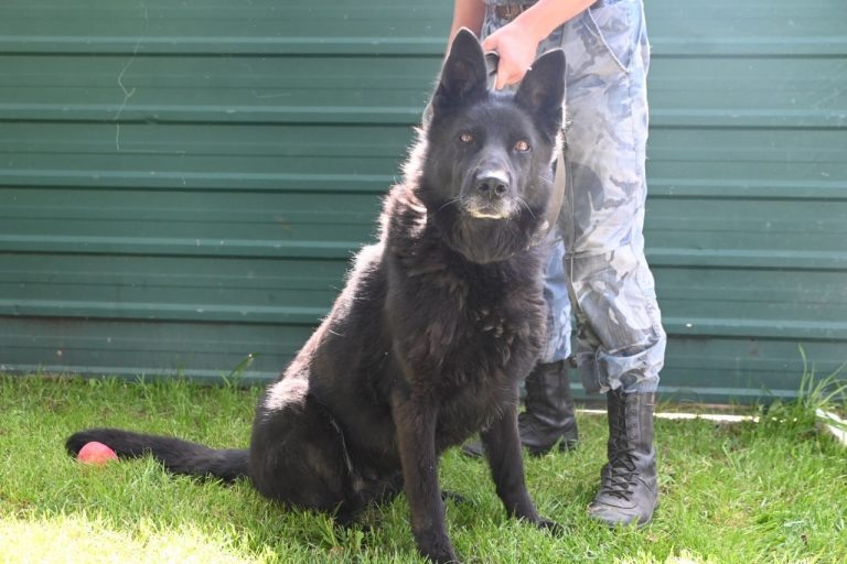    В Оренбурге ищут хозяина служебной овчарке Жуллиане Антон Пичурин