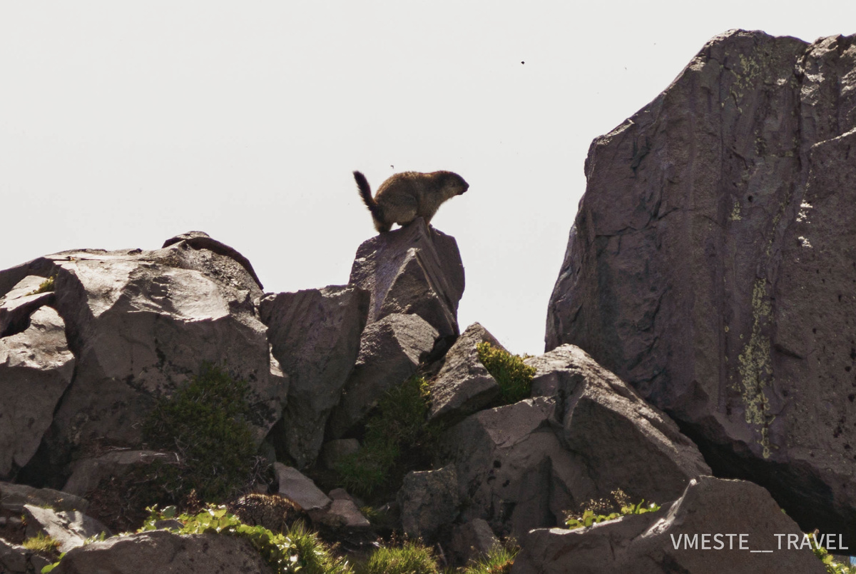 Евражки на Камчатке, фото Вместе Тревел