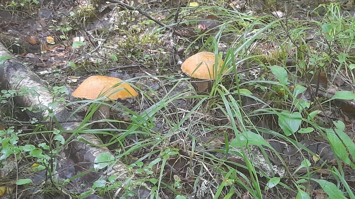    Подосиновики. Фото: "Республика"/Максим Смирнов