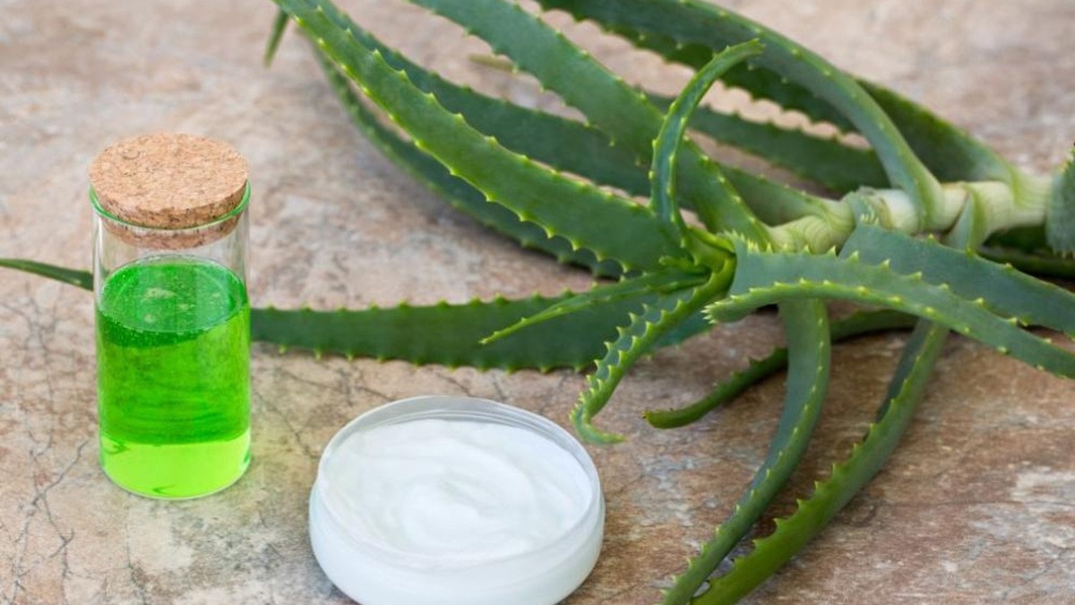 Алоэ в народной медицине