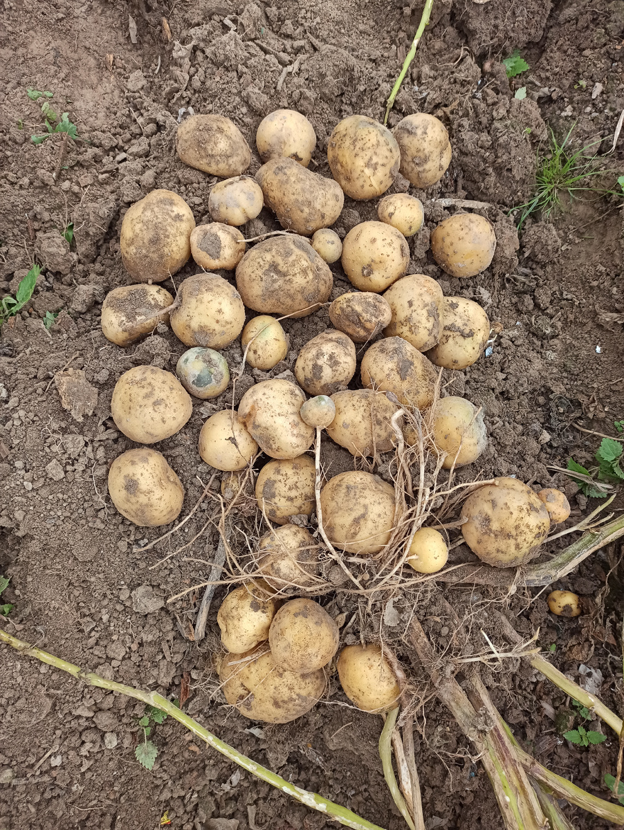 Мой урожай картофеля 2025.