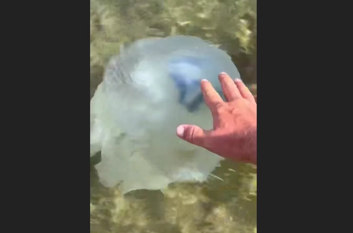    На пляже в Темрюкском районе сняли на видео гигантскую медузу