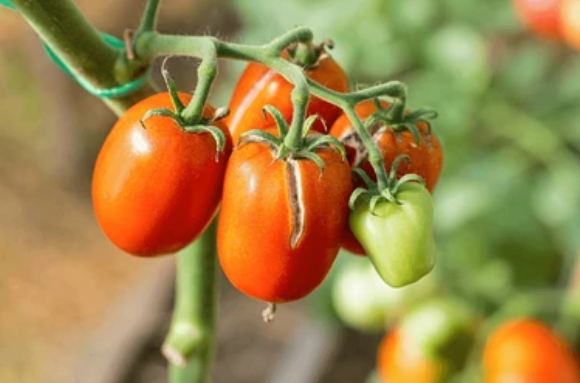 Потрескавшийся томат с радиальными (вертикальными трещинами). 