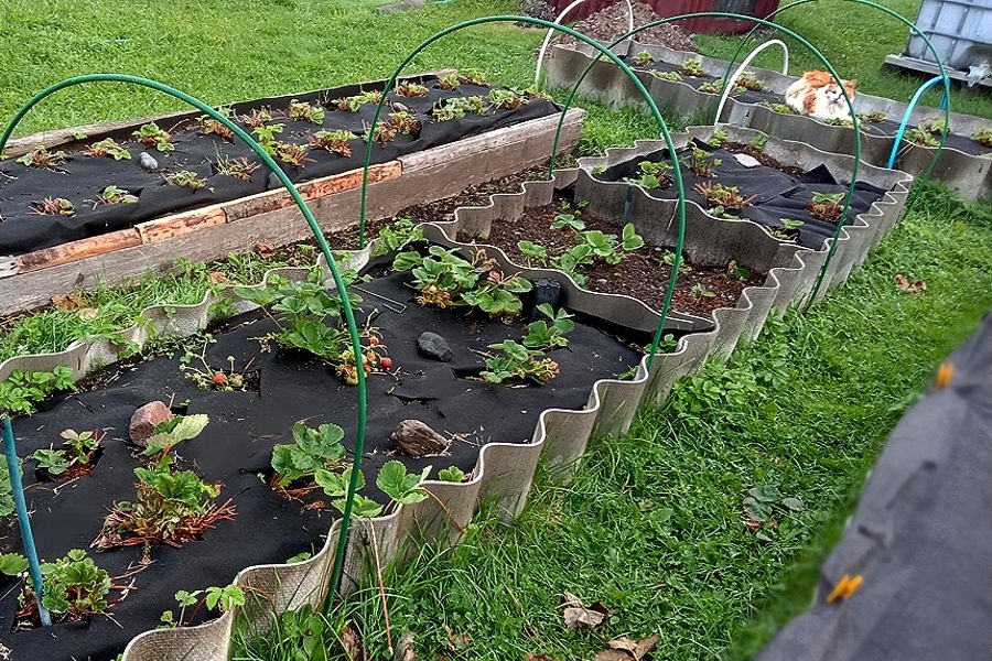 Приступаю к размножению ремонтантной клубники в августе, после обрезки основных обычных сортов.