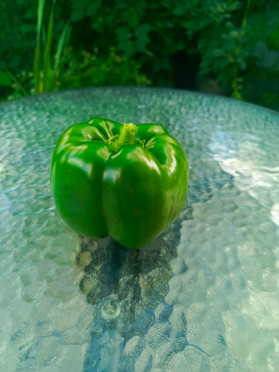 перец, семена взяты с перца магазинного.