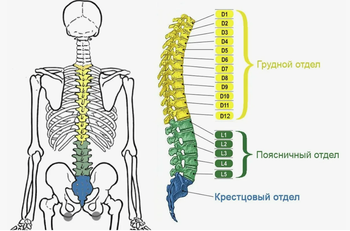 поясничный и грудной отдел