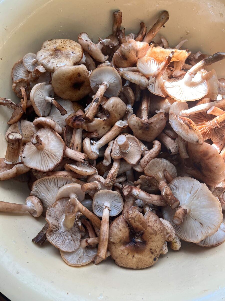 Перебрала, перемыла