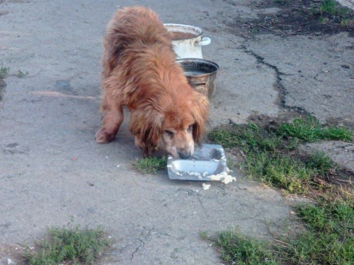 🐾 Трогательный привет от Жулика — мудрого сердца в тёплом доме