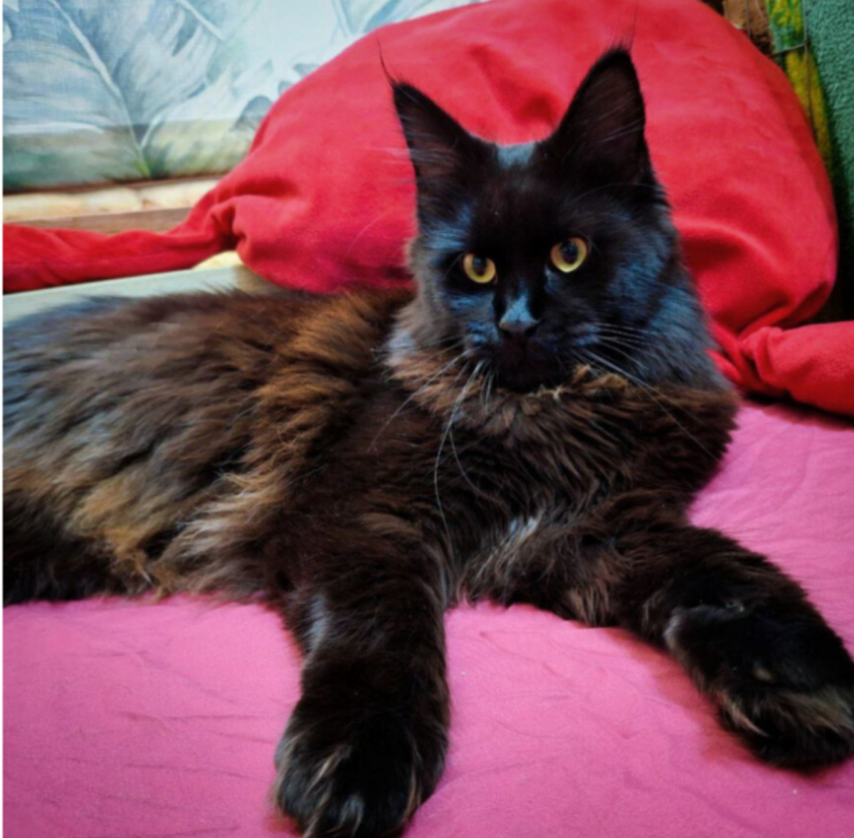 Факт: её часто называют ниф-ниф потому что она любит лежать в песке в вольере 