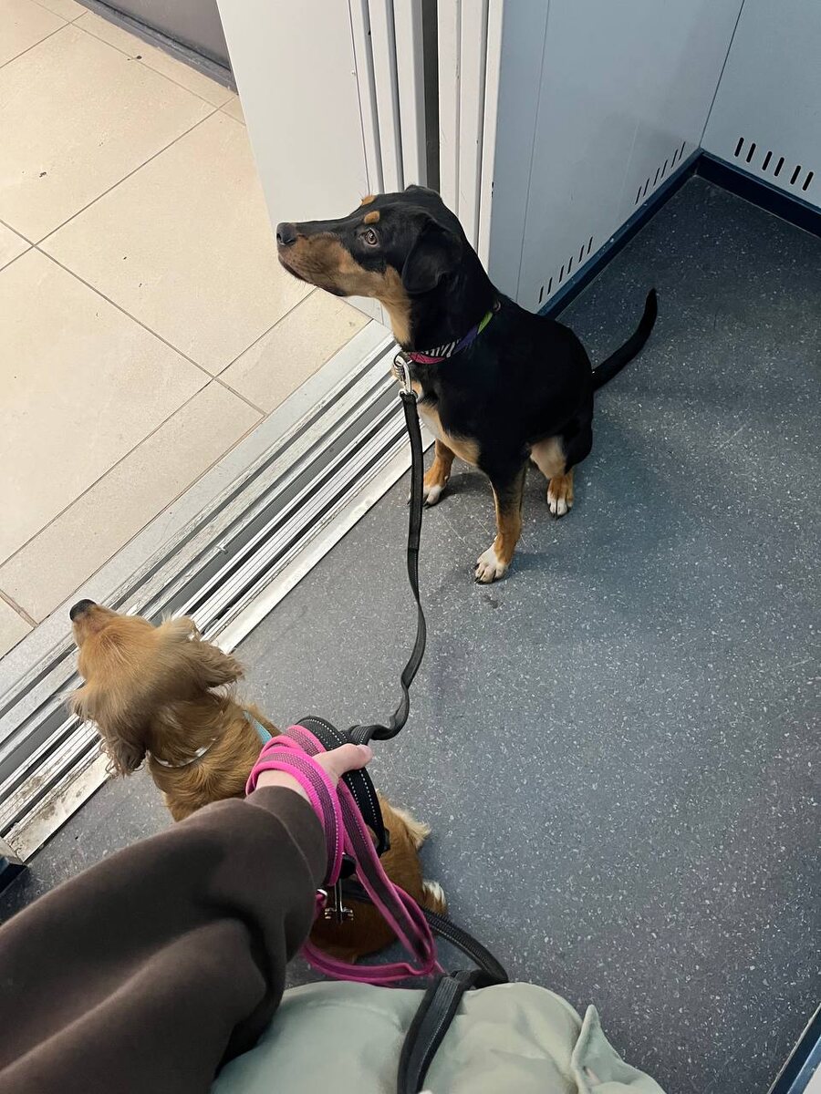 Это мои Шелдон и Лесли